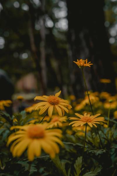 Indena source d'inspiration de Naturaeppp